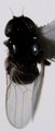 Fly body.JPG