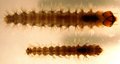 039T LEPIDOPTERA.JPG