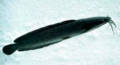 27 Walking Catfish.gif