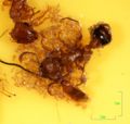 Ant mites.JPG