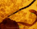 Ant mites close up.JPG