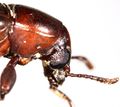 Borer head.jpg
