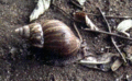 30 Giant African Land Snail.gif