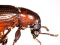 Borer head.JPG