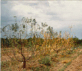 3 Cotton Root Rot.gif