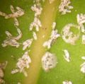 Beetle damage2.JPG