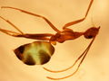 Green ant 2.JPG