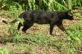 41 Feral Cat.gif
