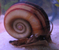 11 Golden Apple Snail.gif