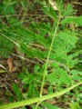 36 Nila Grass.gif