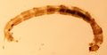 039T DIPTERA Chironomidae.JPG