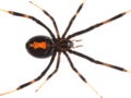 Latrodectus mactans ventral.JPG