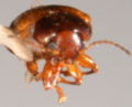Rhyparida frontal.jpg