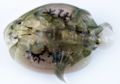Argulus ventral.JPG