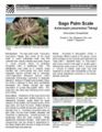 Hawaii Sago Palm Scale.JPG