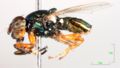 Soil fly lateral.JPG