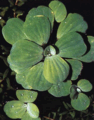 16 Water Lettuce.gif