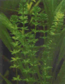 18 Water Weed.gif