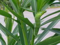 Daphnis nerii caterpillar.JPG