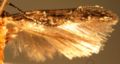 Microlep wing.JPG