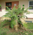 UOG cycad.JPG