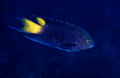 28 Violet Damselfish.gif