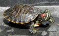 23 Red-Eared Slider.gif