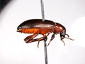 Borer side.JPG