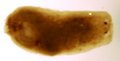 039T FLATWORM.JPG