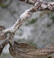 TremaScale3.JPG