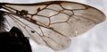 Lithurge scabrosus wing.JPG
