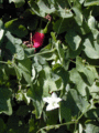 35 Ivy Gourd.gif