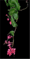 33 Chain of Love.gif