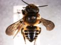 Megachile laticeps.JPG