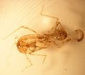 039T ODONATA Anisoptera.JPG