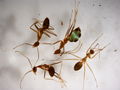 Anoplolepis gracilipes with green abdomen.JPG