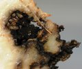 Termites in yam.JPG