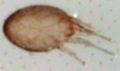 Soil fly mite.JPG