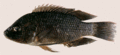 26 Tilapia.gif