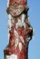 Mealybugs on stem.JPG