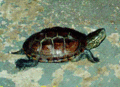 20 Chinese Striped Turtle.gif