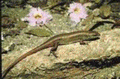 40 Curious Skink.gif