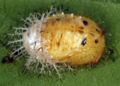 Epilachna pupa.JPG