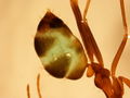 Green ant 3.JPG