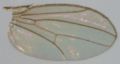 PIC fly wing.JPG