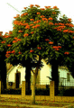 31 African Tulip Tree.gif