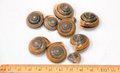 Snails feeding on cycas.JPG