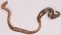 Striped planarian.JPG