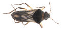 Velvety shore bug dorsal.JPG